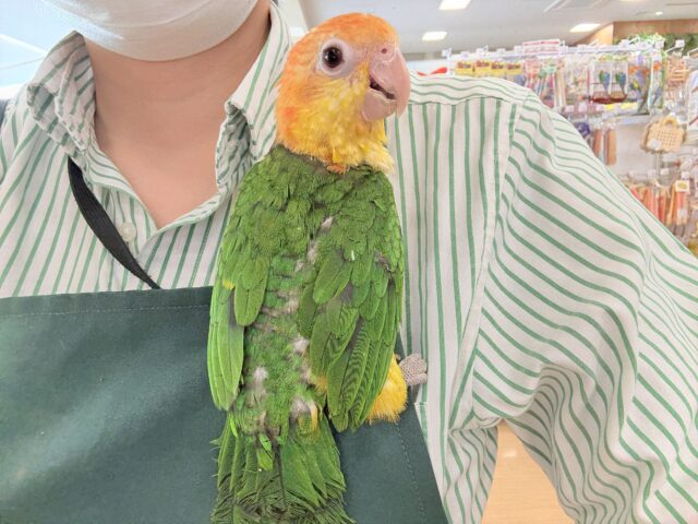 シロハラインコ