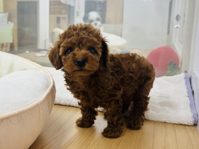 トイプードル