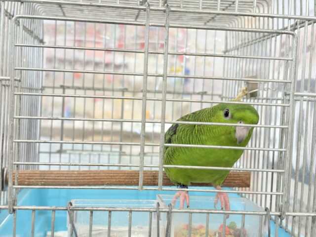 サザナミインコ