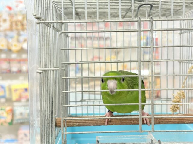 サザナミインコ