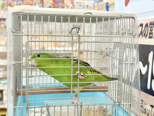 サザナミインコ