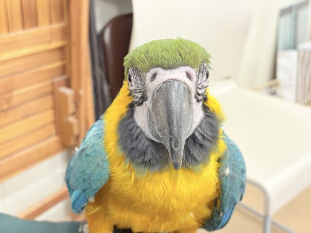 ルリコンゴウインコ