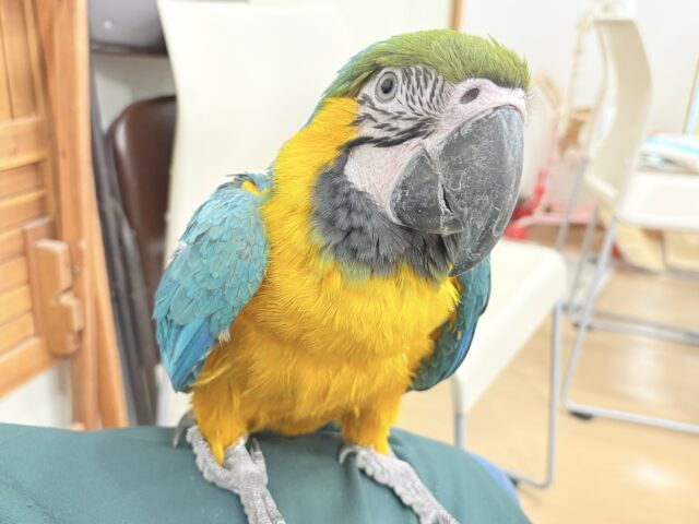 ルリコンゴウインコ
