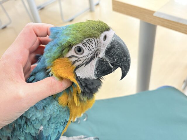 ルリコンゴウインコ