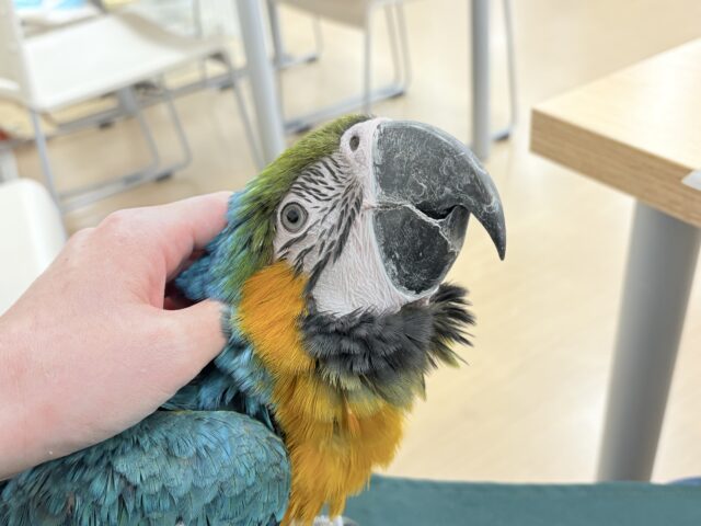 ルリコンゴウインコ