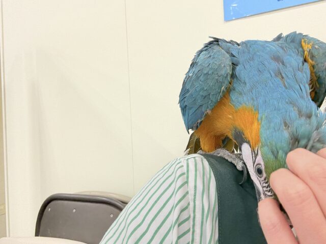 ルリコンゴウインコ