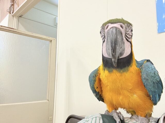 ルリコンゴウインコ