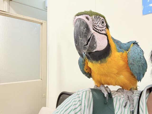 ルリコンゴウインコ