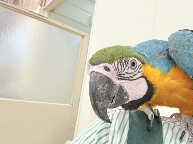 ルリコンゴウインコ