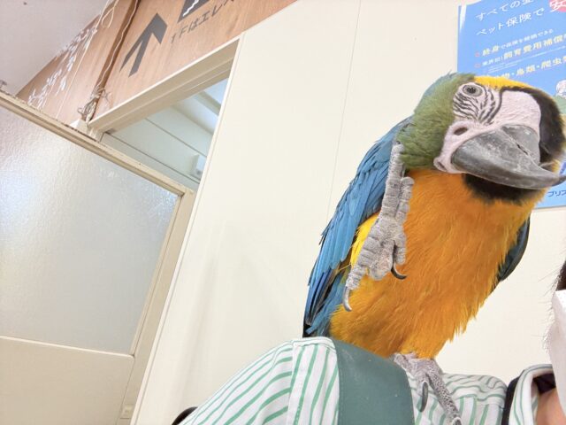 ルリコンゴウインコ