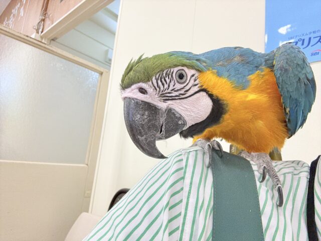 ルリコンゴウインコ