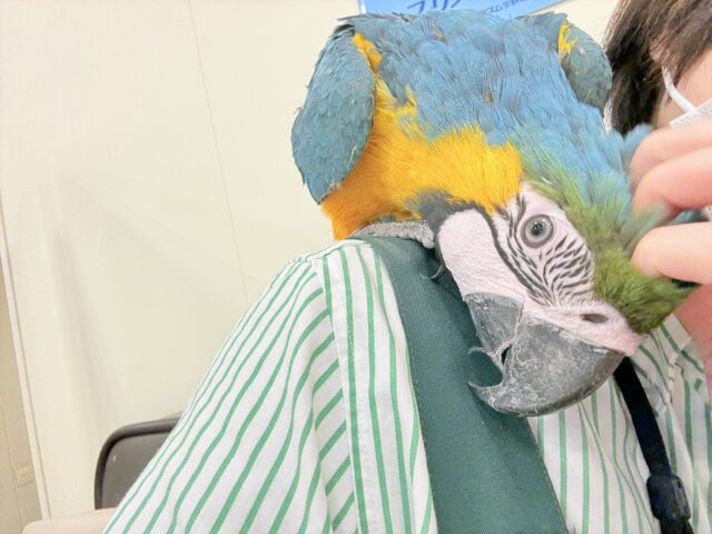 ルリコンゴウインコ