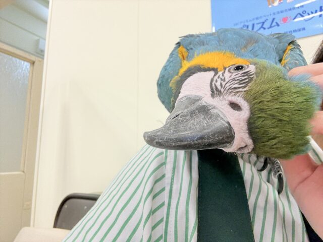 ルリコンゴウインコ