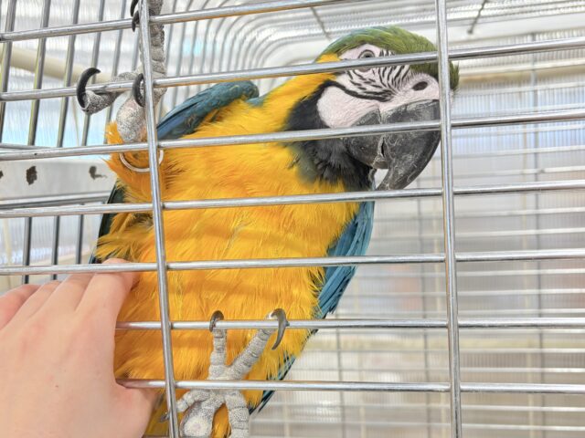 ルリコンゴウインコ