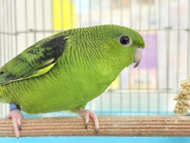 サザナミインコ