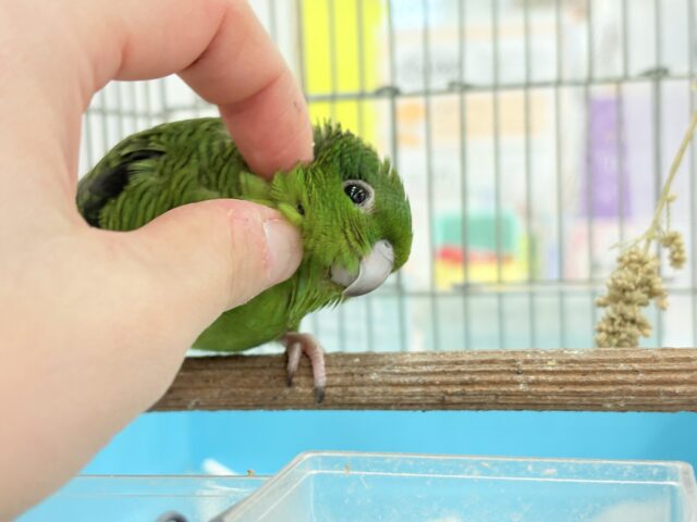 サザナミインコ