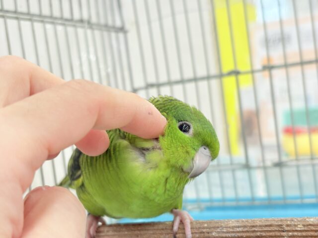 サザナミインコ