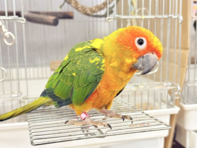 コガネメキシコインコ