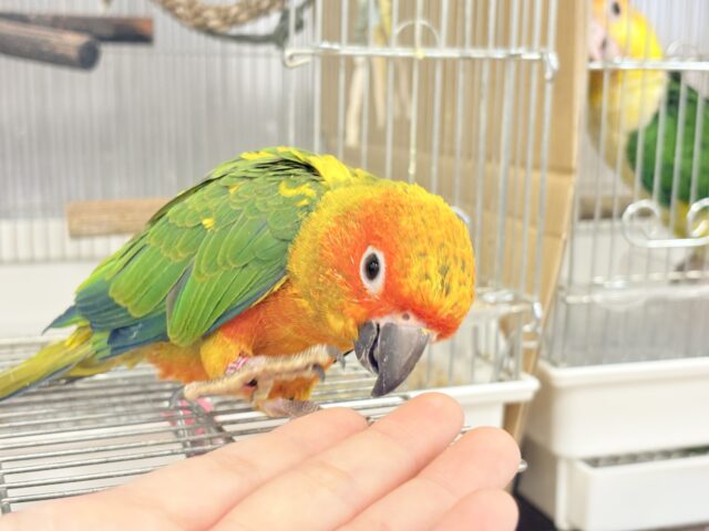 コガネメキシコインコ