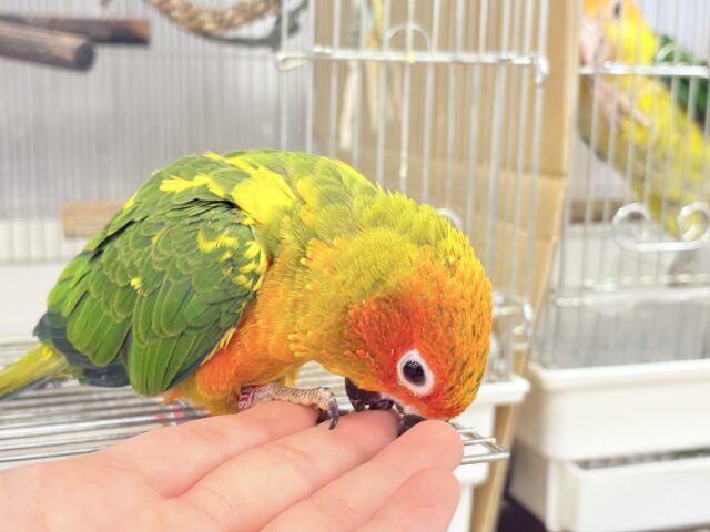 コガネメキシコインコ