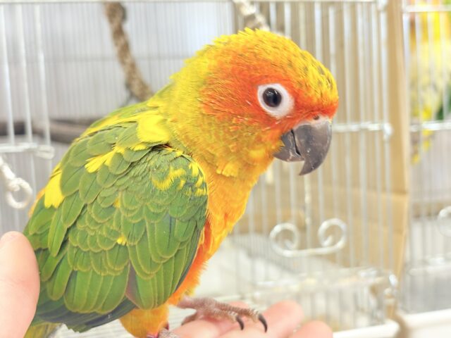 コガネメキシコインコ
