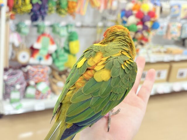 コガネメキシコインコ