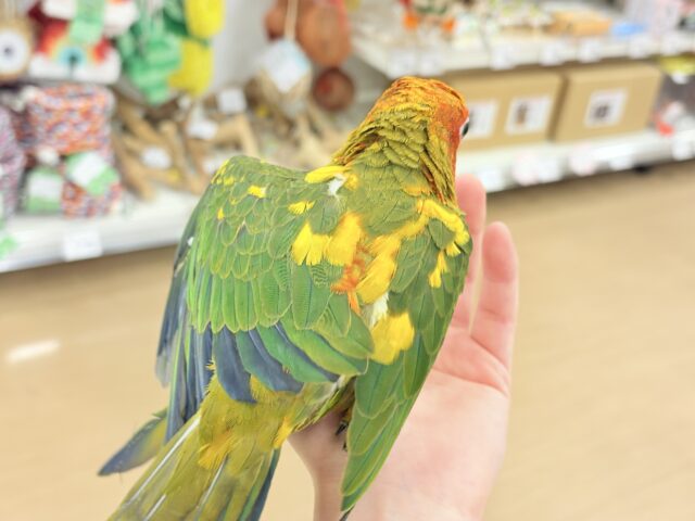 コガネメキシコインコ