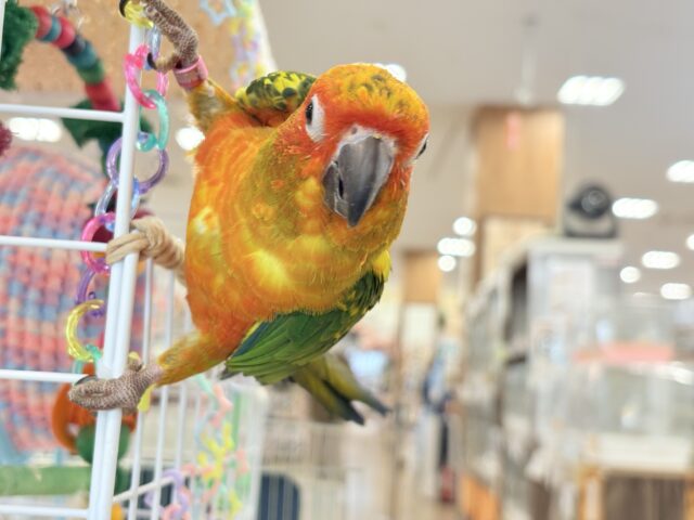 コガネメキシコインコ