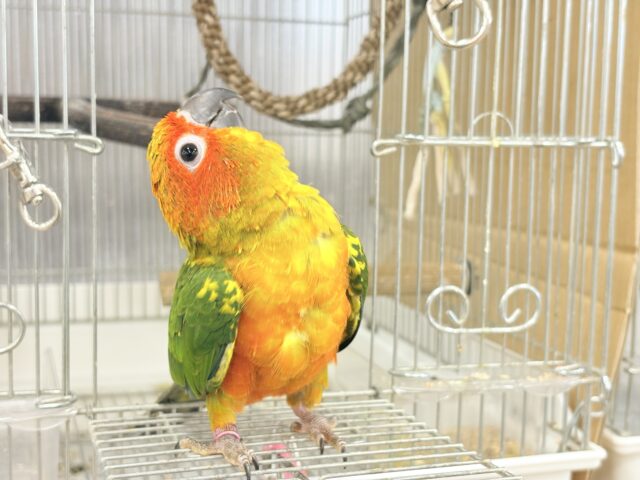 コガネメキシコインコ