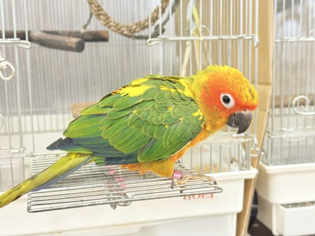 コガネメキシコインコ