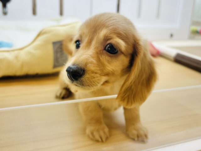 ミニチュアダックス