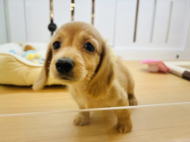 ミニチュアダックス