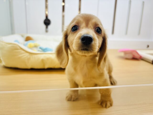 ミニチュアダックス