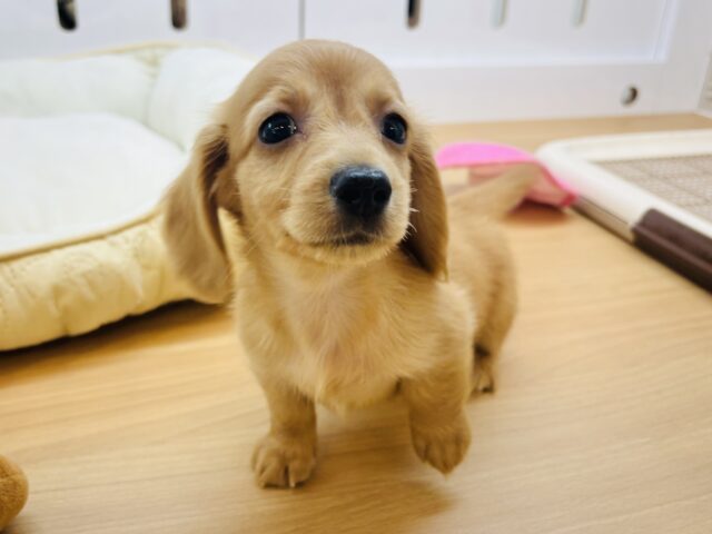 ミニチュアダックス