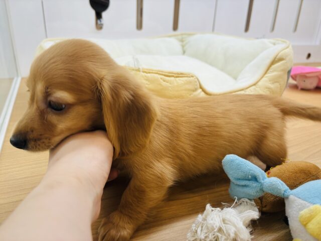 ミニチュアダックス