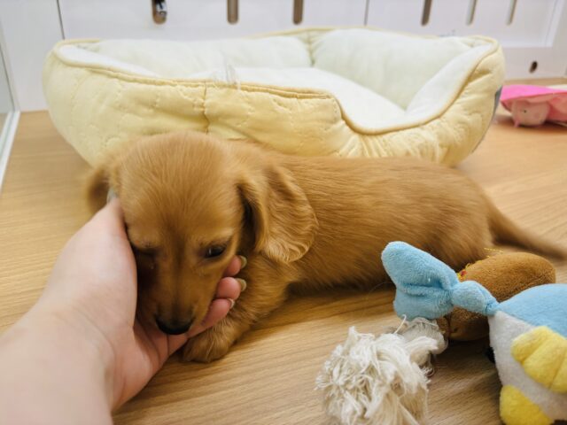 ミニチュアダックス