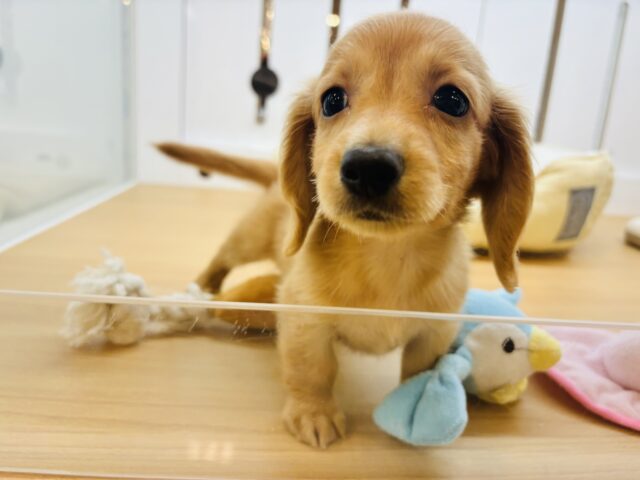 ミニチュアダックス