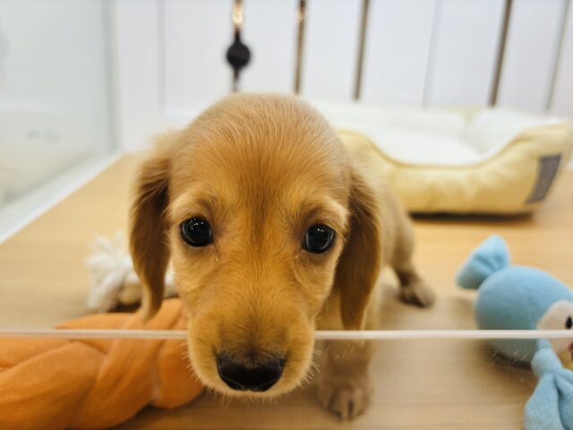 ミニチュアダックス