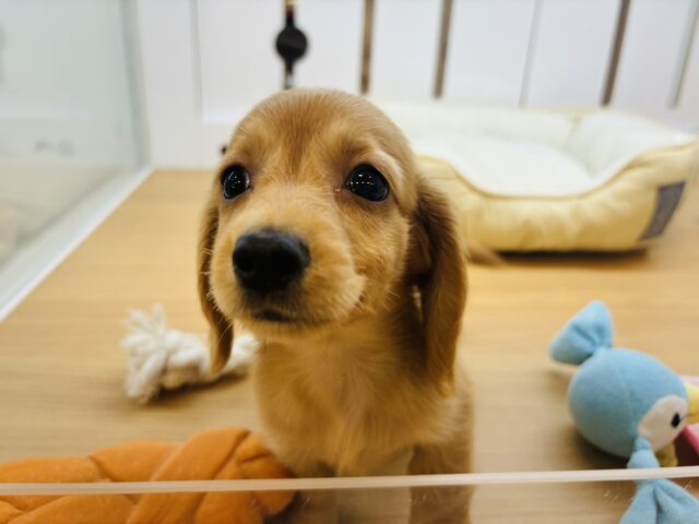 ミニチュアダックス