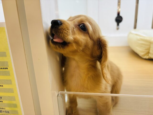 ミニチュアダックス