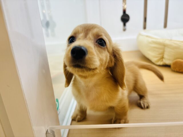 ミニチュアダックス