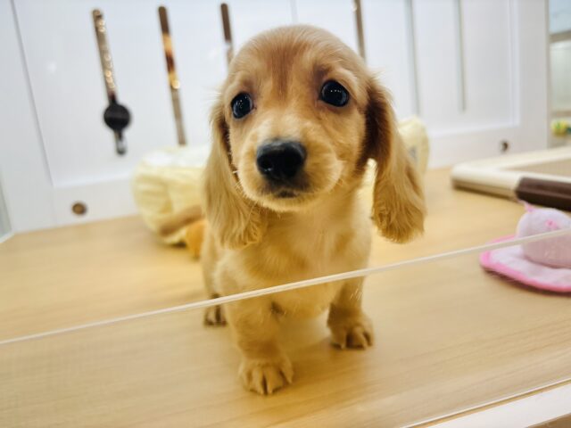 ミニチュアダックス