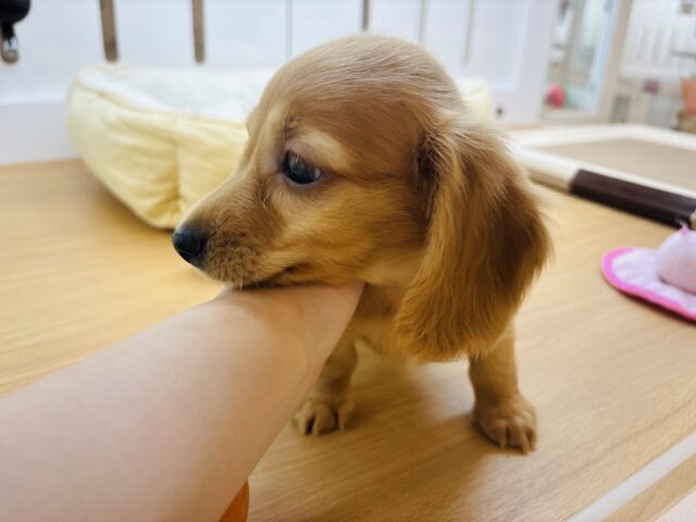 ミニチュアダックス