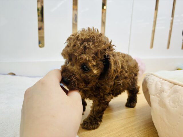 トイプードル