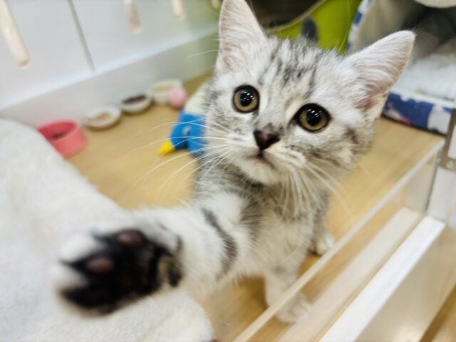 スコティッシュフォールド