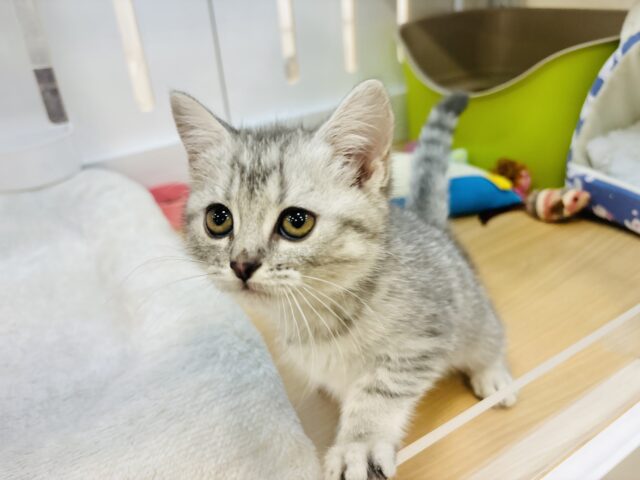 スコティッシュフォールド