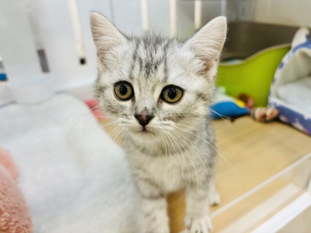 スコティッシュフォールド