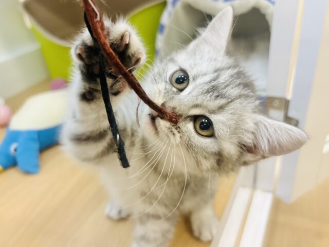 スコティッシュフォールド