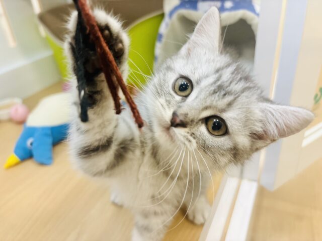 スコティッシュフォールド