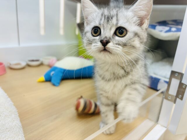 スコティッシュフォールド